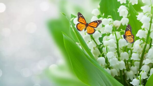 1er Mai 2023 - Fête du travail!