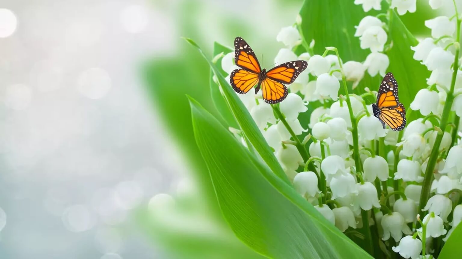 1er Mai 2023 - Fête du travail!